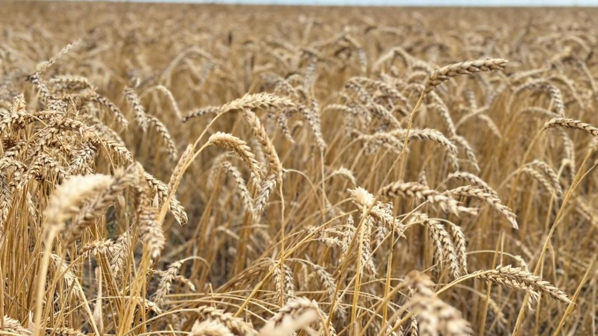 Порно түсіріліп, бейнеге қосылды