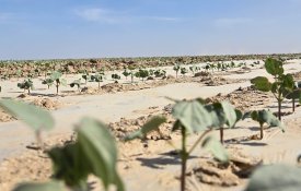 Түркістан облысында мақта өсіруден бастап киім дайындауға дейінгі ауқымды кластер құрылады