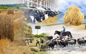 О текущей ситуации и мерах развития животноводства