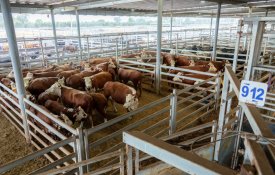 Қазақстанда етті мал шаруашылығының австралиялық моделі енгізіліп жатыр