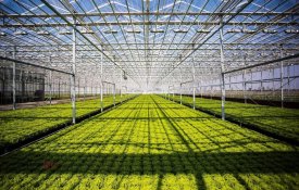 Түркістан облысында құны 42 млрд теңге болатын өнеркәсіптік жылыжай кешені іске қосылады