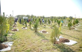 «Таза Қазақстан»: в прошлом году в Туркестанской области высажено более 1 млн саженцев