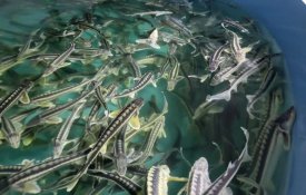 2027 жылдан бастап аквамәдениетті дамытуға арналған ақпараттық жүйе енгізіледі