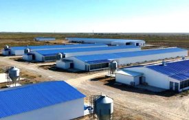 Птицефабрику мощностью 3,5 тыс. тонн в год запустят в Кызылординской области