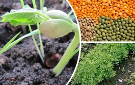 Продкорпорация стимулирует аграриев переходить на маржинальные культуры и повышать эффективность агротехнологий