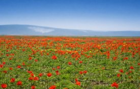 В Жамбылской области пройдут два крупнейших фестиваля весны