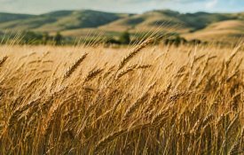 Ақмола облысында астықты терең өңдеу зауыты салынады