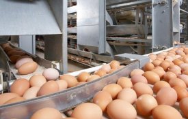 В Жамбылской области началось строительство предприятия по производству 60 млн инкубационных яиц в год