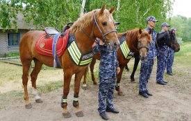 На страже порядка: как работает конная полиция Павлодара