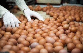 В Казахстане построят предприятие по глубокой переработке куриного яйца мощностью 1 млн яиц в сутки