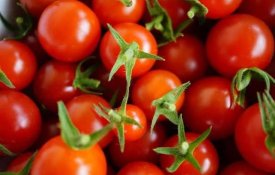 Қызылорда облысында қызанақты қайта өңдейтін зауыт салынады