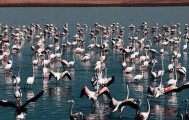 40 млн м³ воды сброшено в Коргалжынский заповедник для сохранения мест обитания фламинго