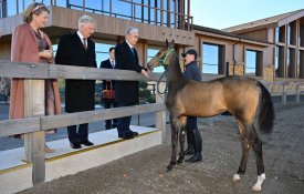 Бельгиялықтардың Королі мен Патшайымы қазақ халқының ат баптау дәстүрімен танысты
