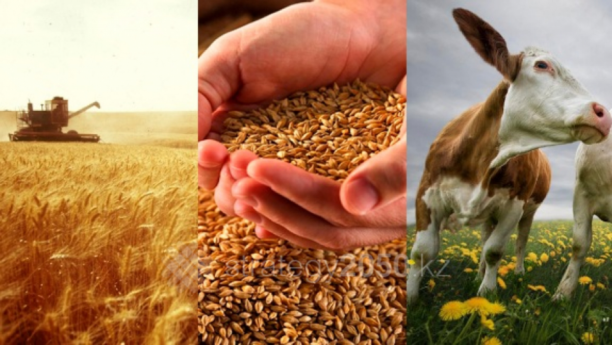 Основные цели развития АПК - повысить производительность труда и насытить внутренний рынок продтоварами – МСХ