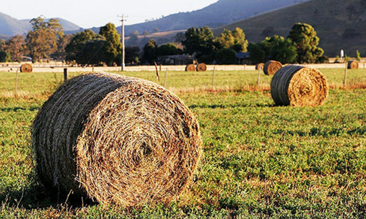 В Мангистауской области ведётся работа по обеспечению хозяйств кормами