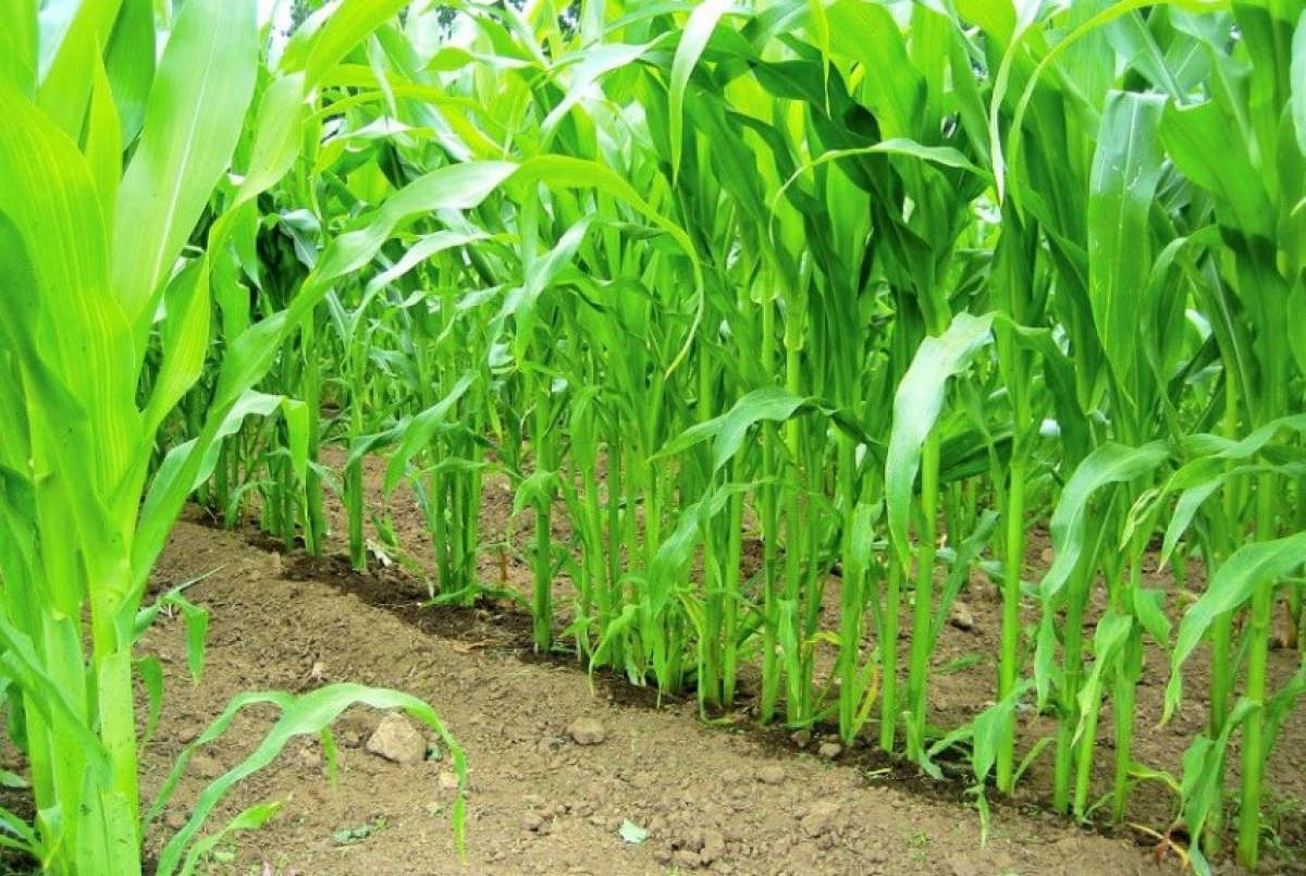 Как посадить кукурузу в огороде. Капельное орошение кукурузы. Капельное орошение кукурузы на зерно. Кукуруза на капельном поливе. Кукуруза растет на грядке.
