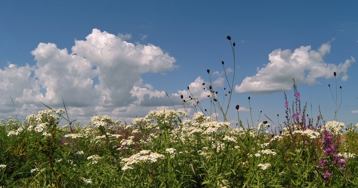 Өсімдіктер дүниесін пайдаланғаны үшін алынатын алымдар жабайы өсімдіктер алқабын ұлғайтуға бағытталады – орман шаруашылығын дамыту басқармасы