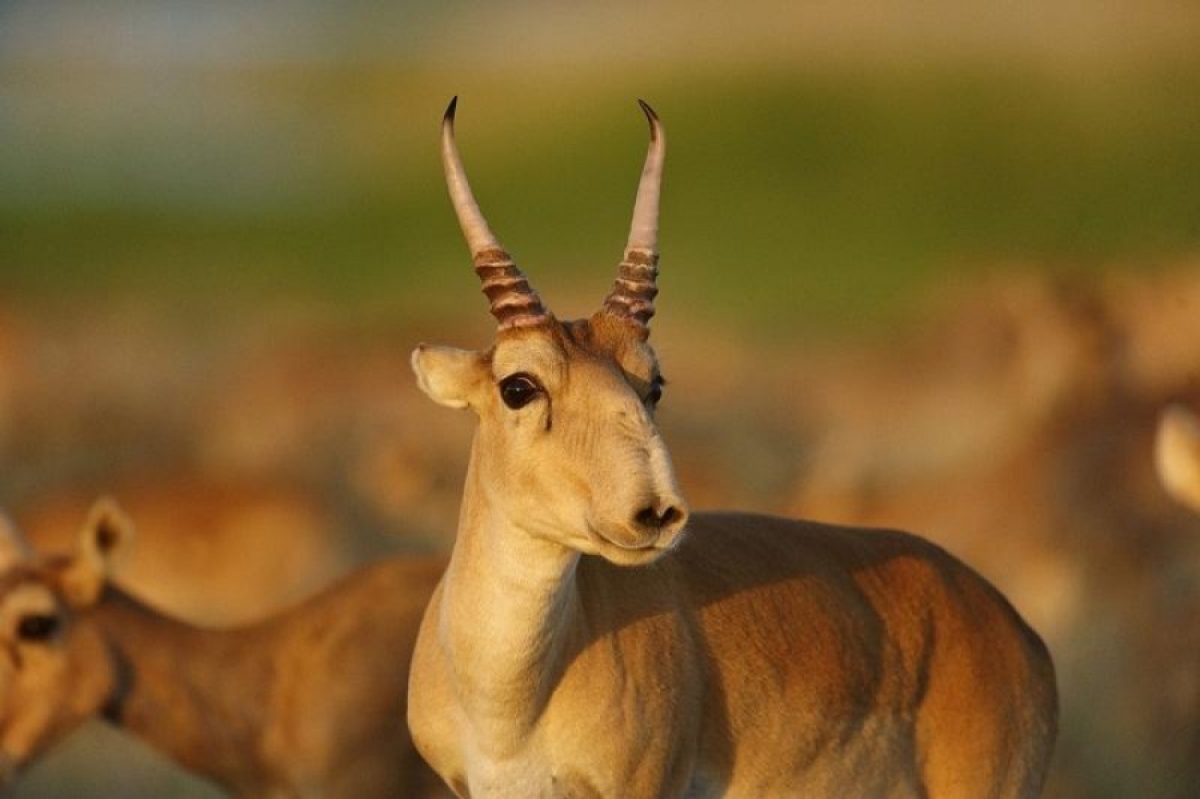 БҚО әкімі киіктер санына қатысты мәселеге тоқталды