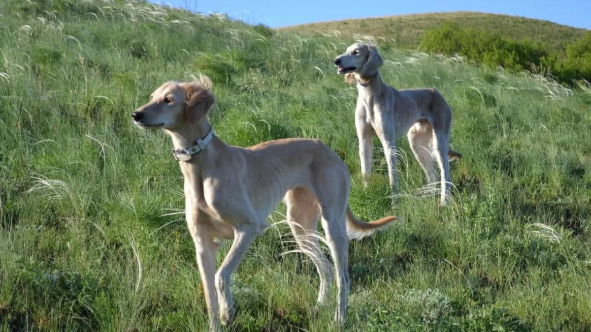 Сегодня вступил в силу Закон РК по вопросам сохранения и воспроизводства казахских пород собак