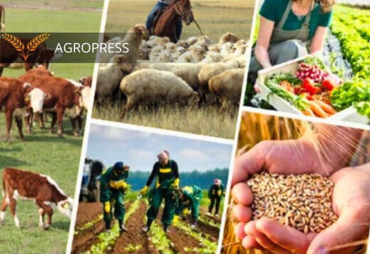 Ерлі-зайыптылардың секс алмасу бейнелері