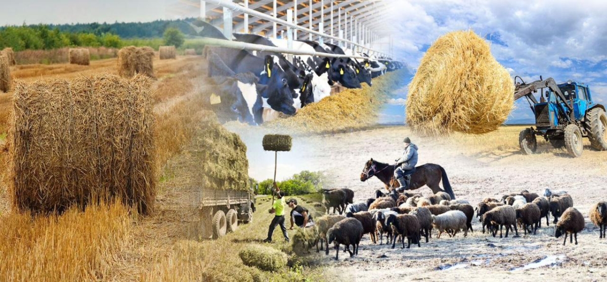 Сельхозперепись в Казахстане: какие вопросы будут в опросниках