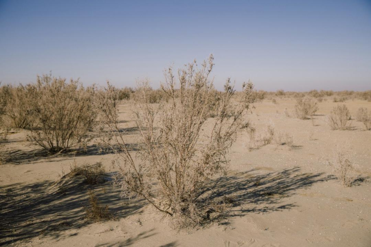 Озеленение высохшего дна Аральского моря: работы выполнены на площади 475 тысяч га