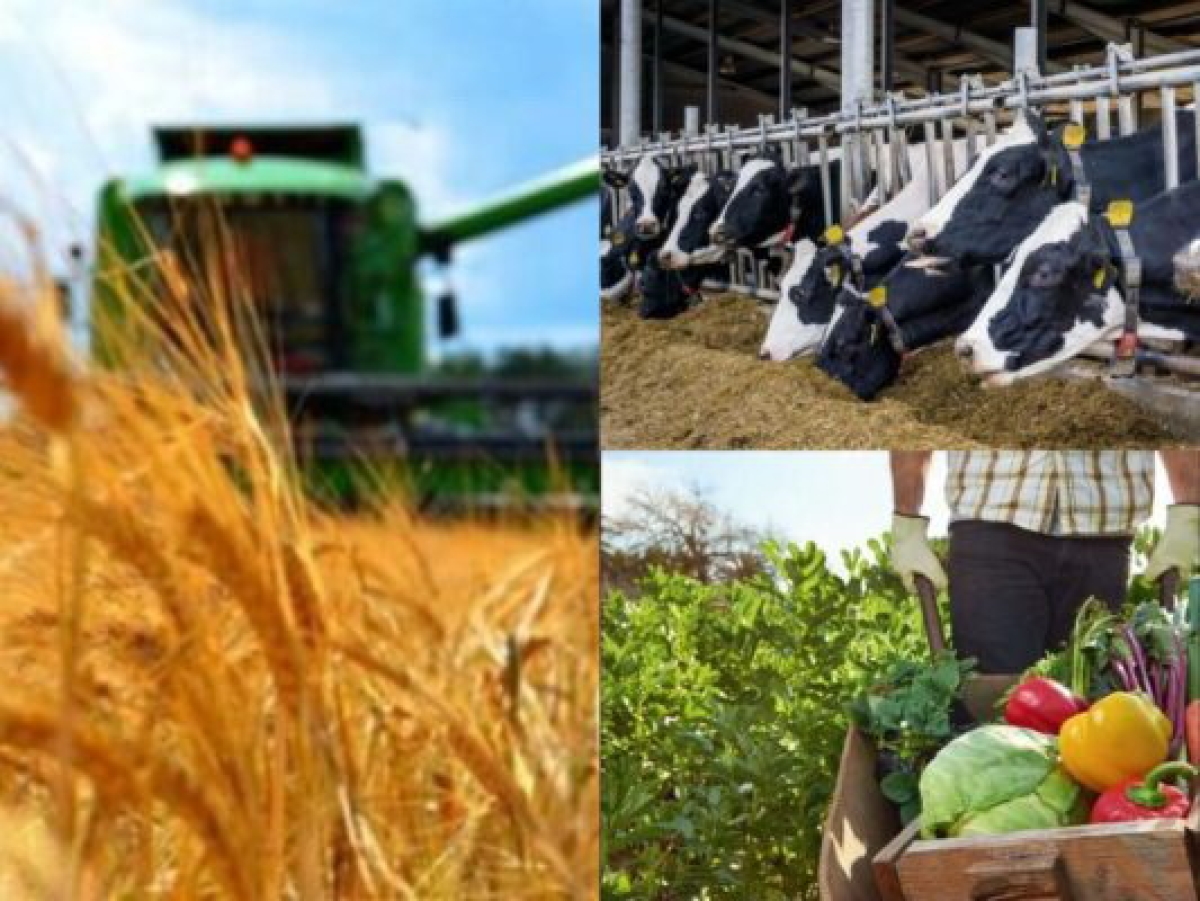 Долю переработки основных видов сельхозпродукции планируется довести до 70% к 2028 году