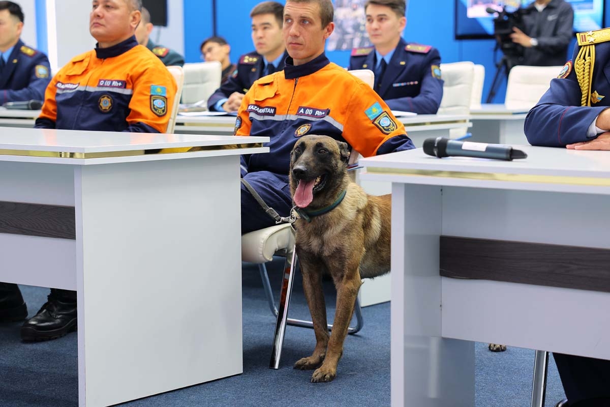 Пес по кличке Лео спасает жизни казахстанцев под завалами