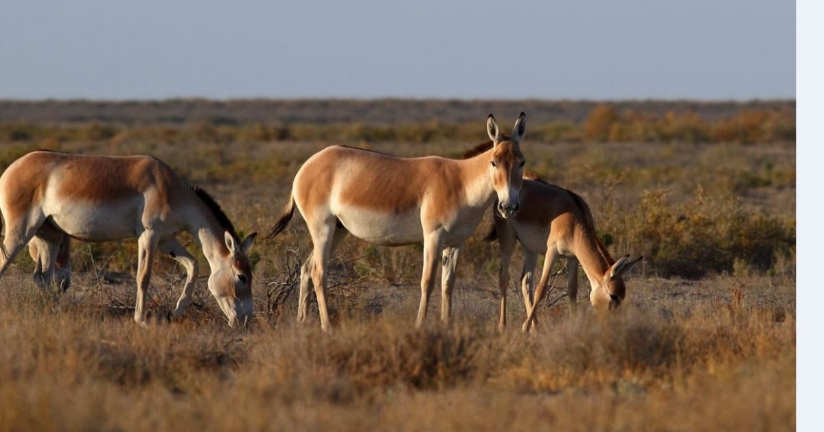 Поголовье куланов в Казахстане превысило 4,6 тыс. особей