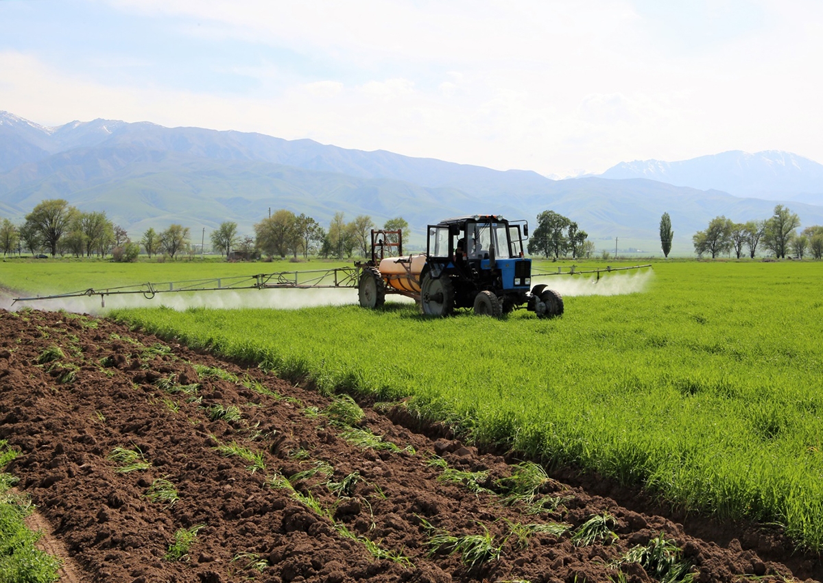 Посевные площади сельхозкультур в Жамбылской области достигли 640 тысяч га