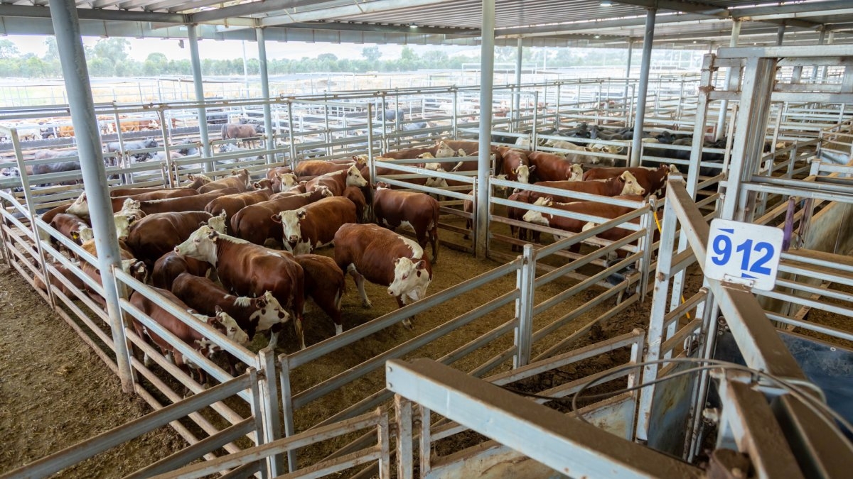 Австралийскую модель мясного скотоводства внедряют в Казахстане