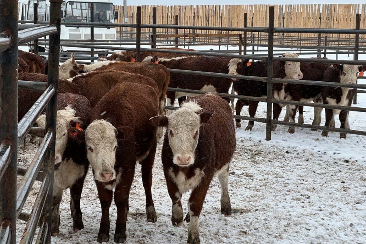 К 2026 году объем переработанной сельхозпродукции в ЗКО планируют довести до 70%