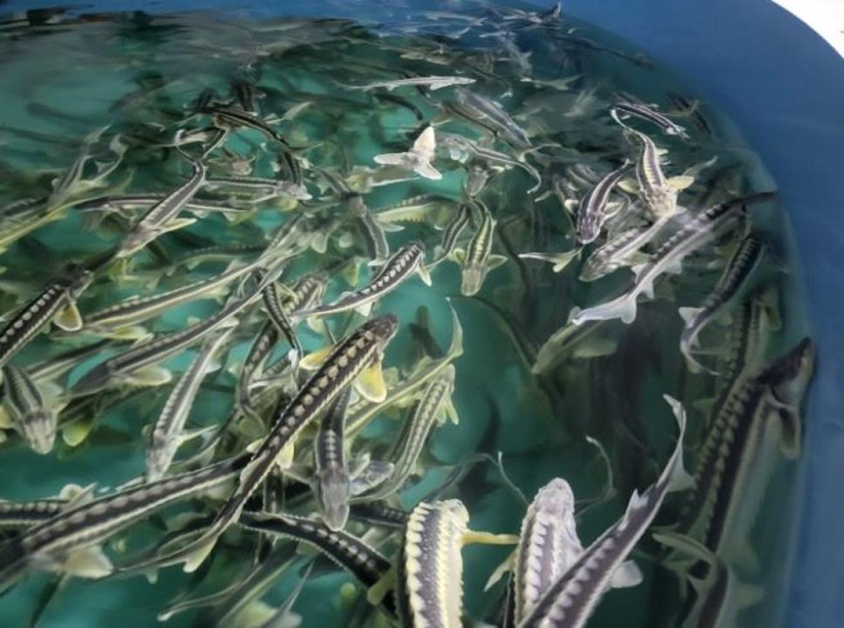 Информационная система развития аквакультуры будет внедрена с 2027 года